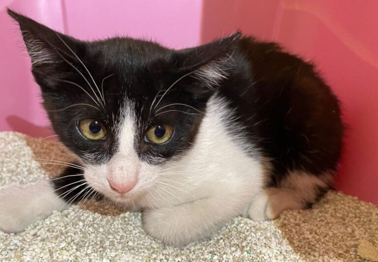 multimedia-foto72936-6-1