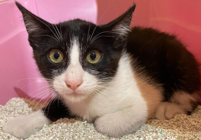 multimedia-foto72937-6-1