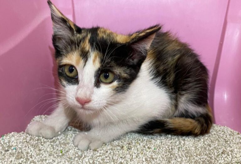 multimedia-foto72943-83-1