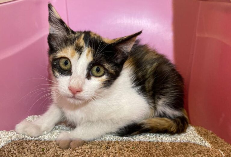 multimedia-foto72946-84-1