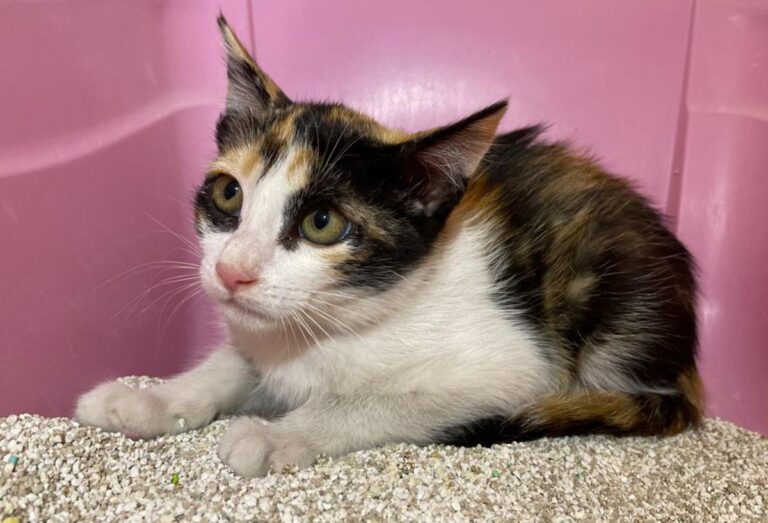 multimedia-foto72947-84-1