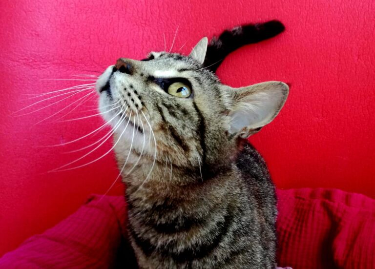 multimedia-foto72949-831-1