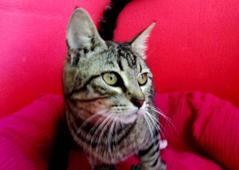 multimedia-foto72950-832-1