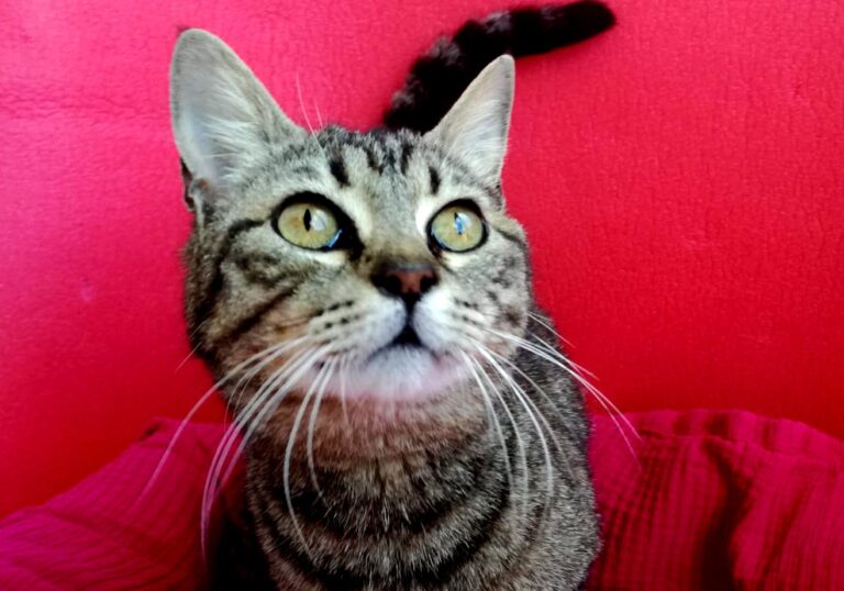 multimedia-foto72952-832-1