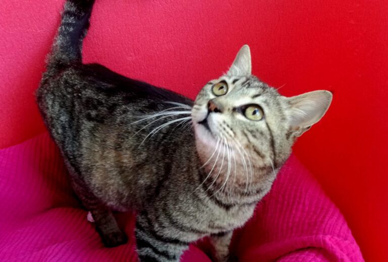 multimedia-foto72953-833-1