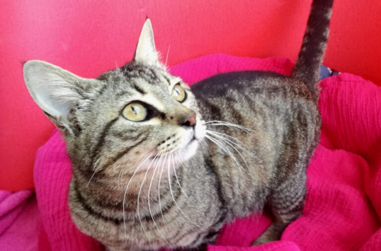 multimedia-foto72954-833-1