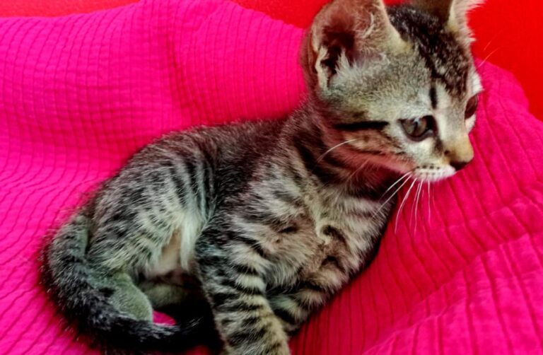 multimedia-foto72957-580-1