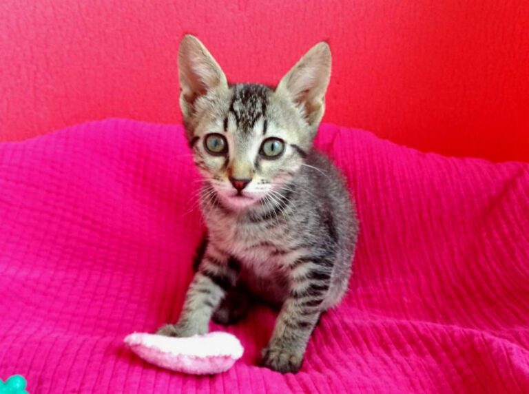 multimedia-foto72959-580-1