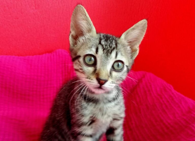 multimedia-foto72961-580-1