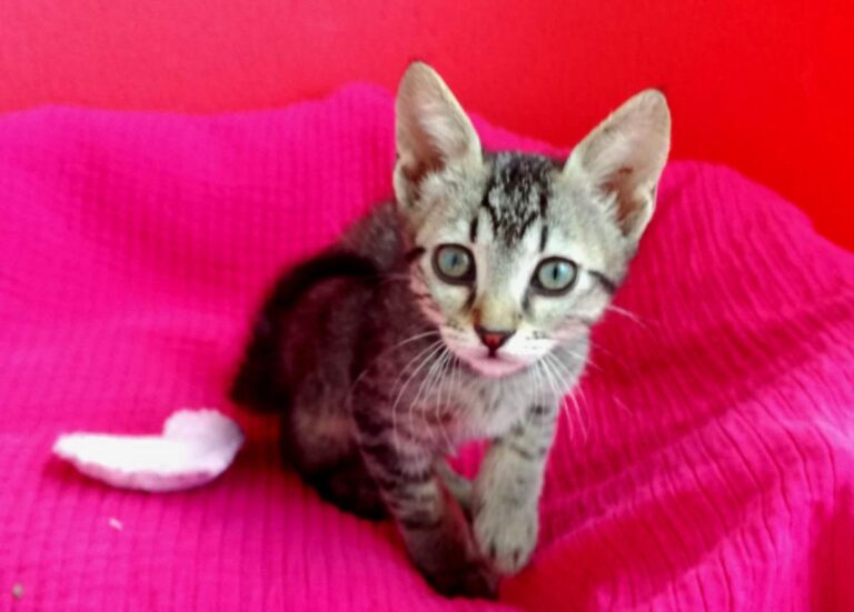 multimedia-foto72962-580-1