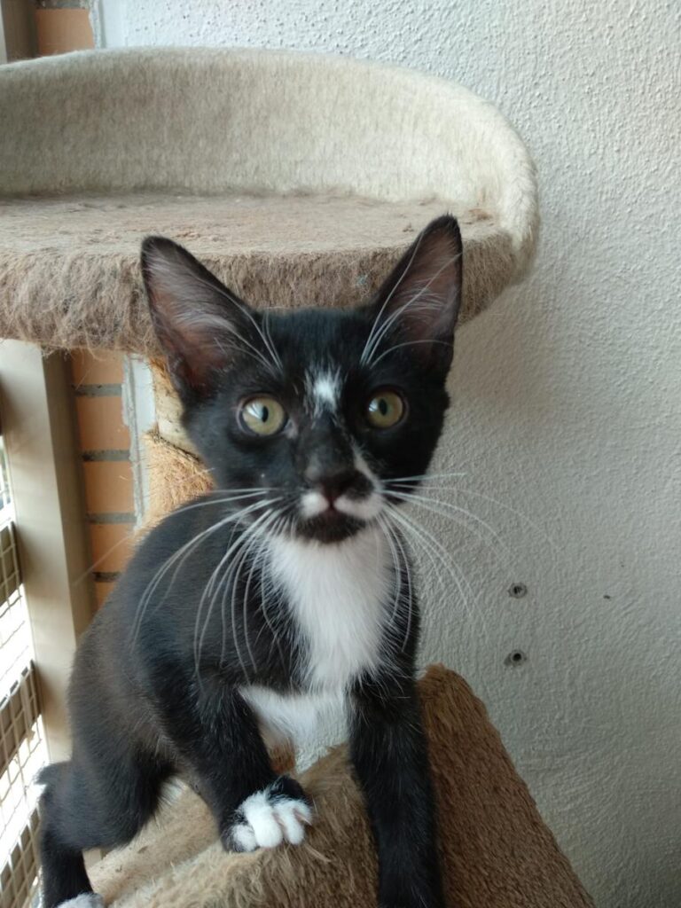 multimedia-foto72980-309-1