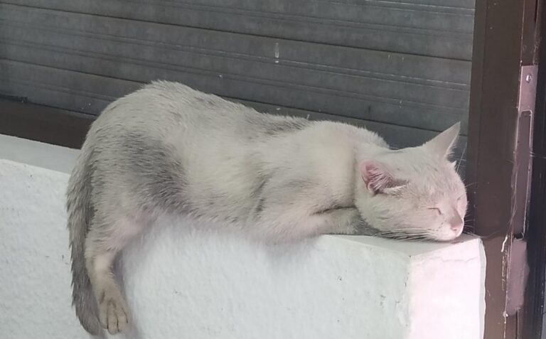 multimedia-foto73066-285-1