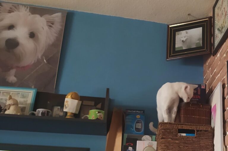 multimedia-foto73067-285-1