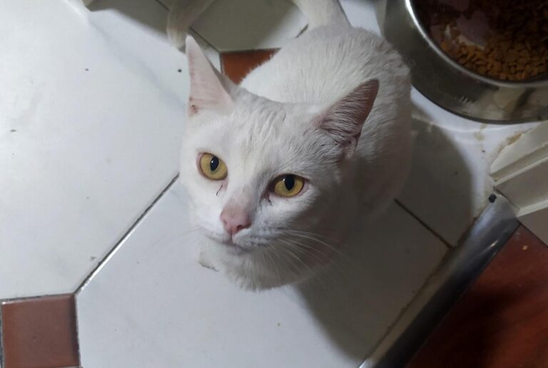 multimedia-foto73068-286-1