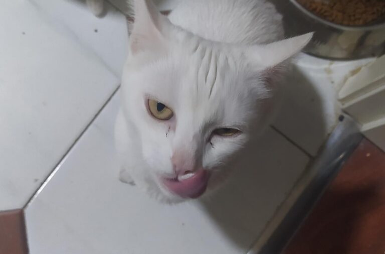 multimedia-foto73069-286-1