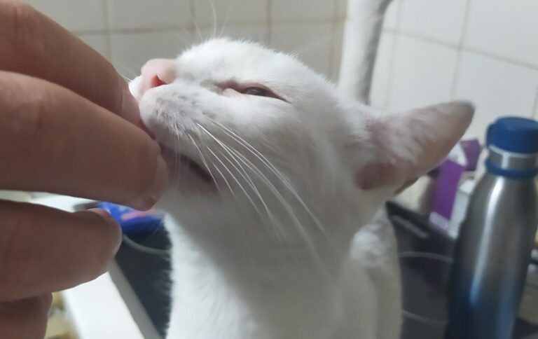 multimedia-foto73070-286-1