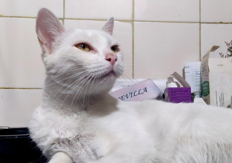 multimedia-foto73072-286-1