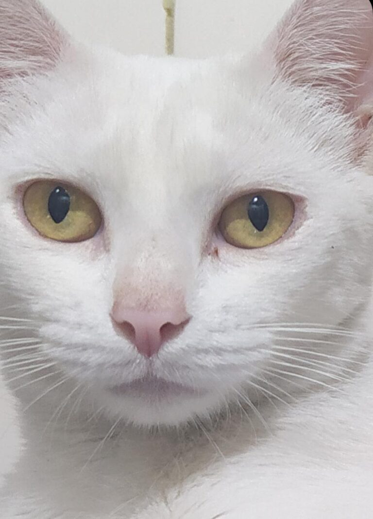 multimedia-foto73075-287-1