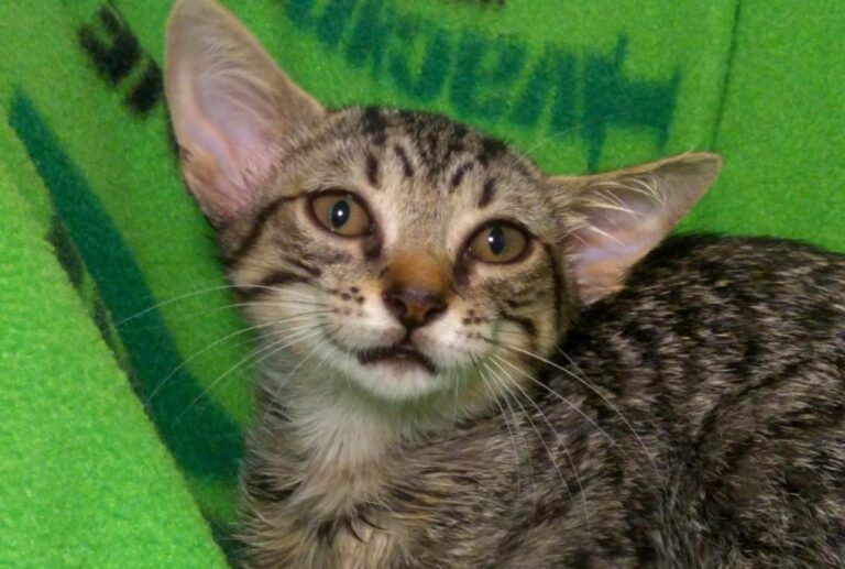 multimedia-foto73137-880-1