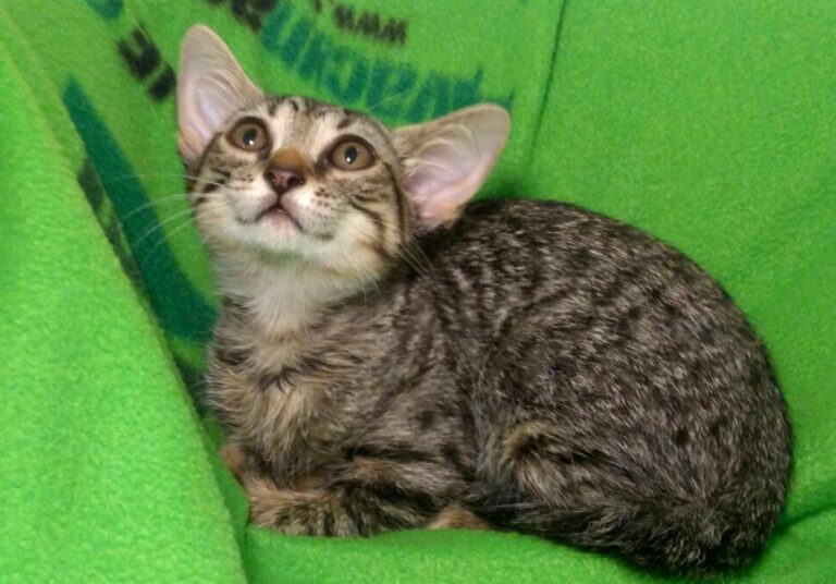 multimedia-foto73139-881-1