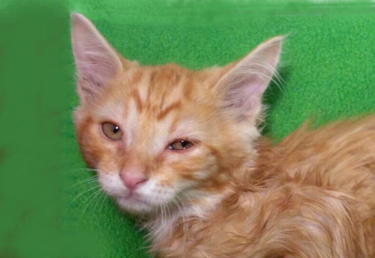 multimedia-foto73141-955-1