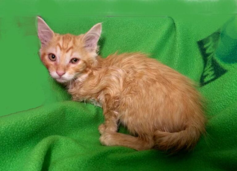 multimedia-foto73142-956-1