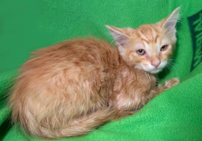 multimedia-foto73143-956-1