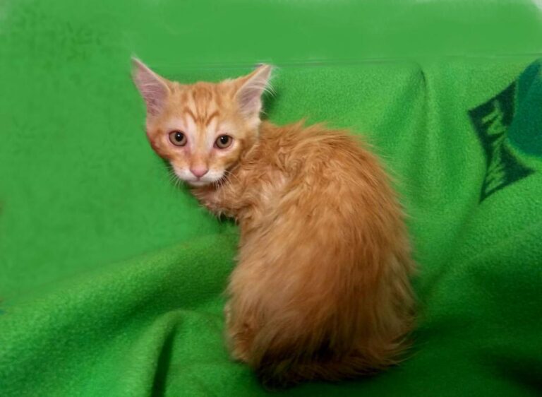 multimedia-foto73144-956-1