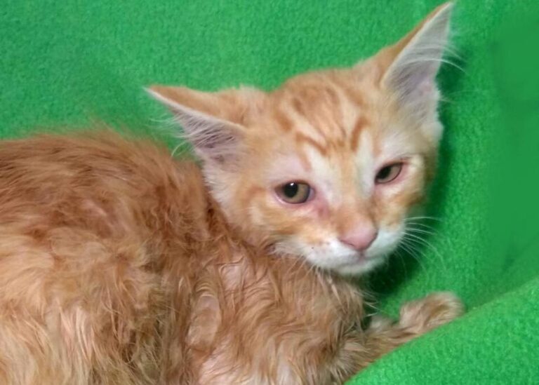 multimedia-foto73145-956-1