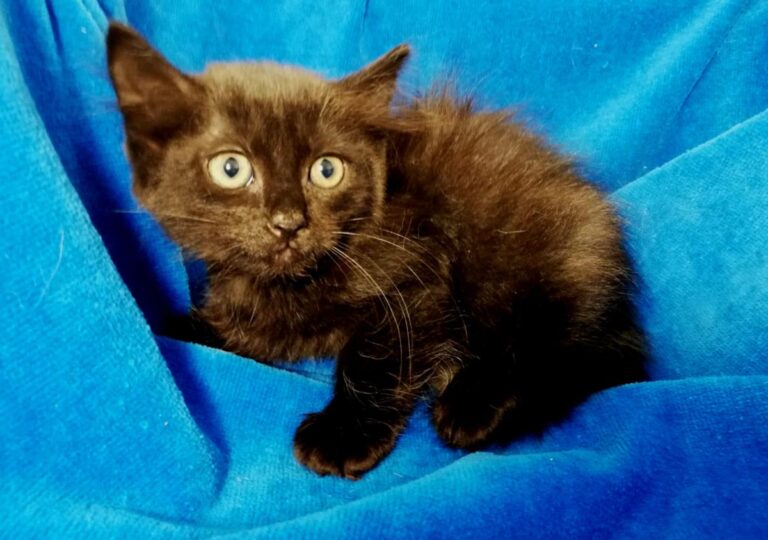 multimedia-foto73163-713-1