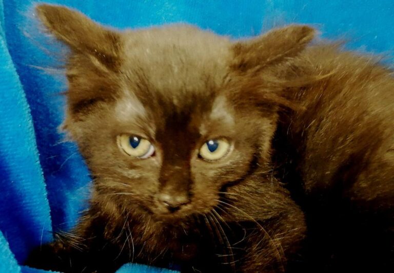 multimedia-foto73164-714-1