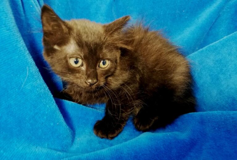 multimedia-foto73166-714-1