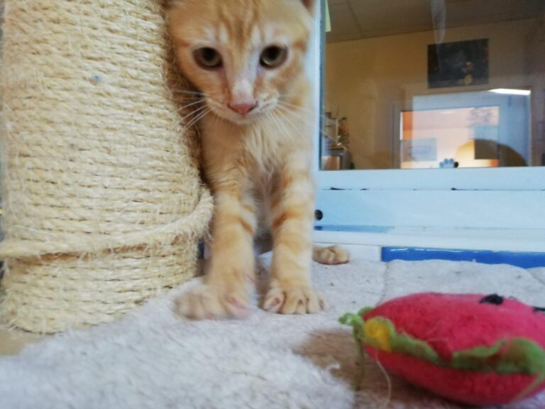 multimedia-foto73170-616-1