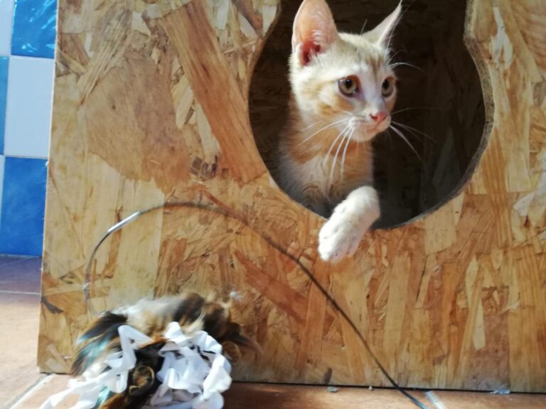 multimedia-foto73171-617-1