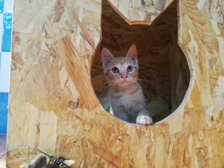 multimedia-foto73172-617-1