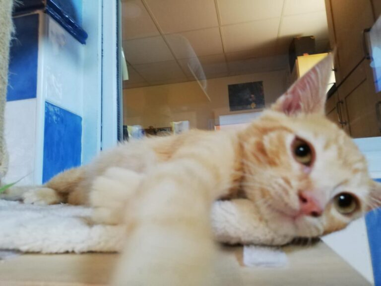 multimedia-foto73174-617-1