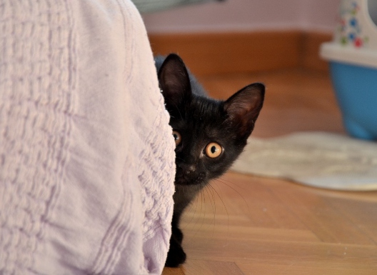 multimedia-foto73224-811-1