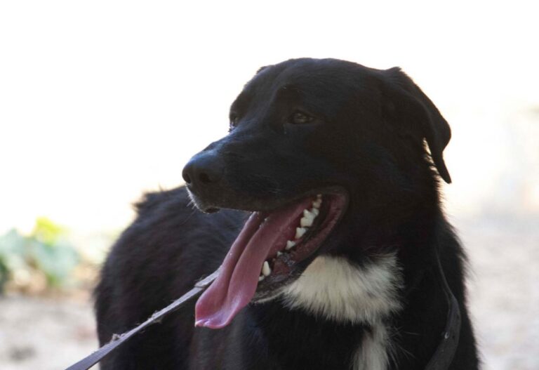 multimedia-foto73283-521-1