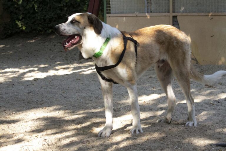 multimedia-foto73290-593-1