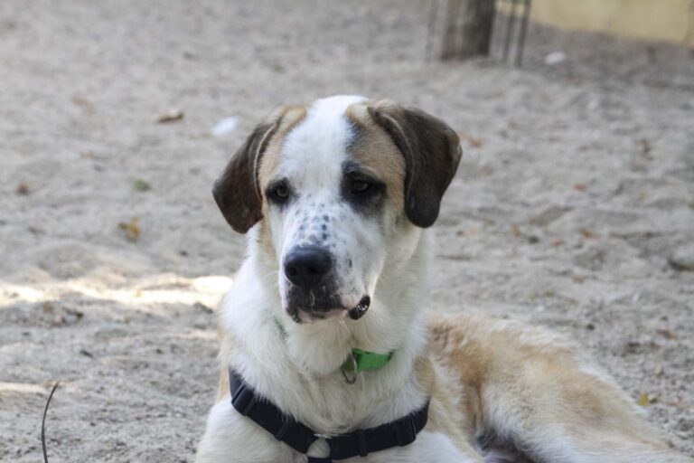 multimedia-foto73291-594-1