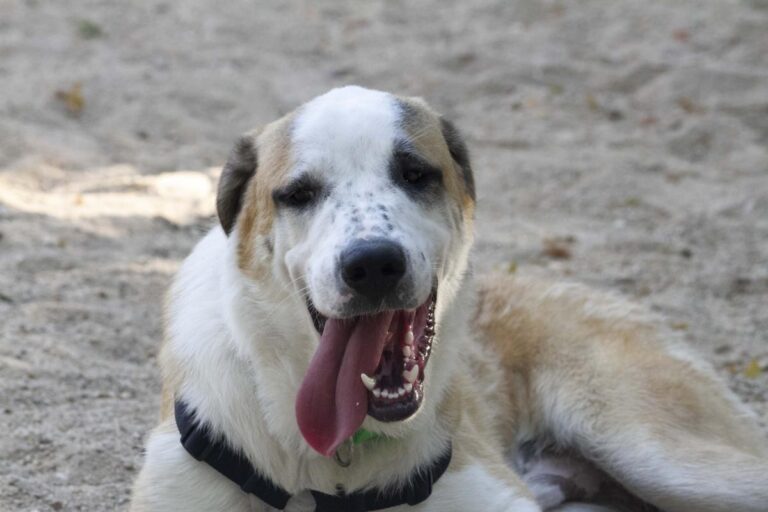 multimedia-foto73292-594-1