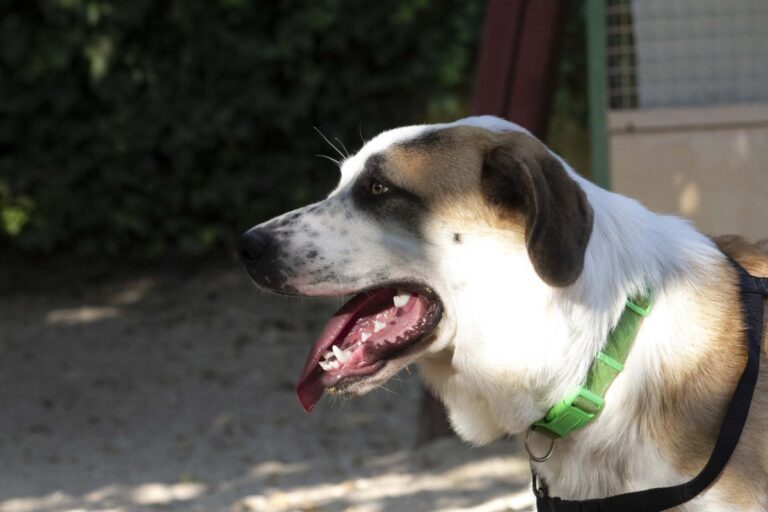 multimedia-foto73293-594-1