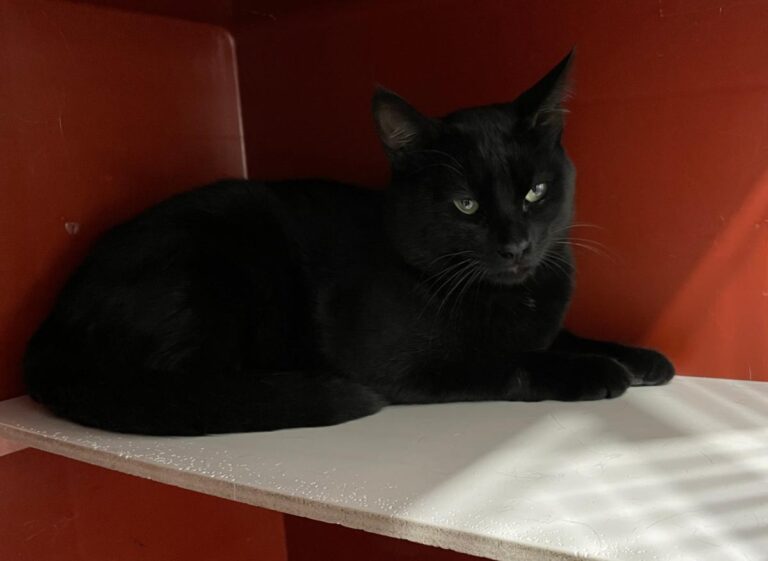 multimedia-foto73298-108-1