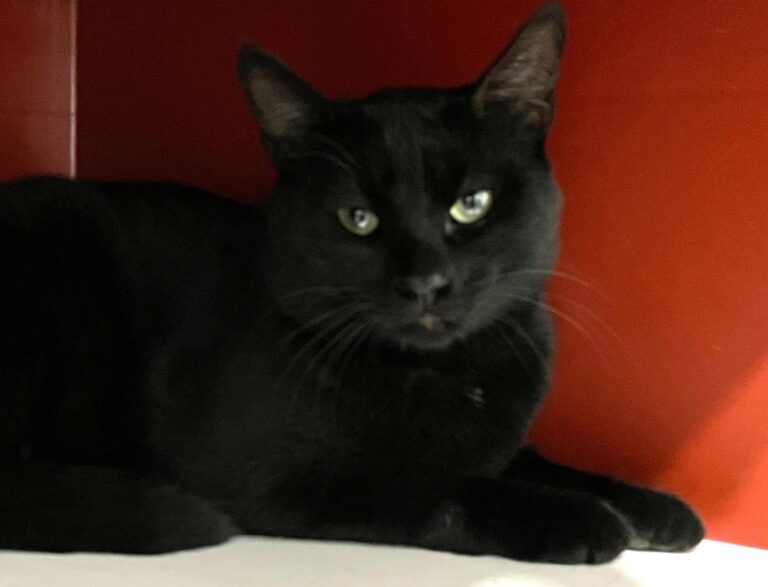 multimedia-foto73299-108-1