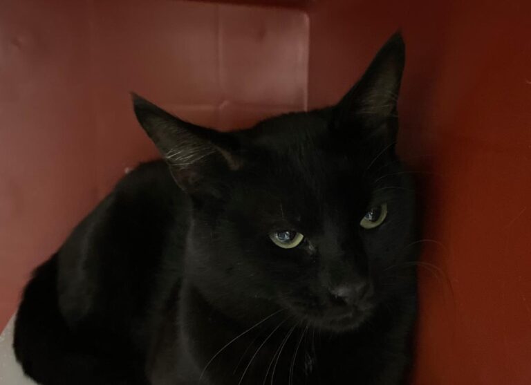 multimedia-foto73300-108-1