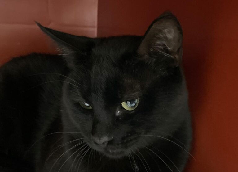 multimedia-foto73301-108-1