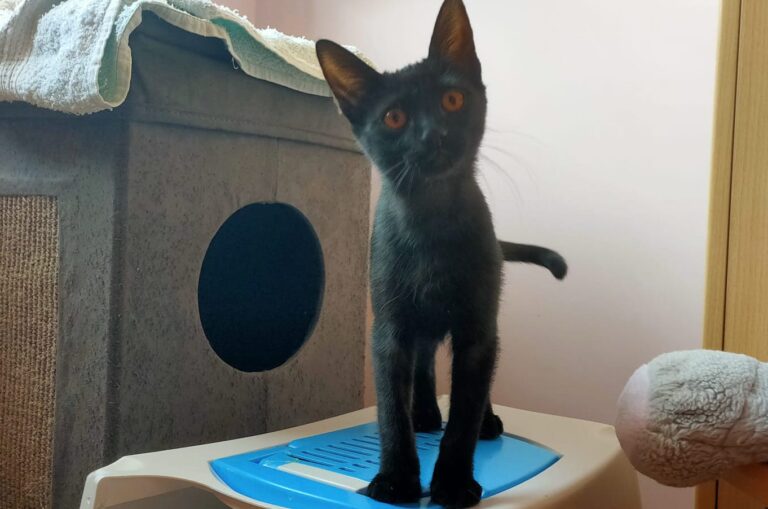 multimedia-foto73377-933-1