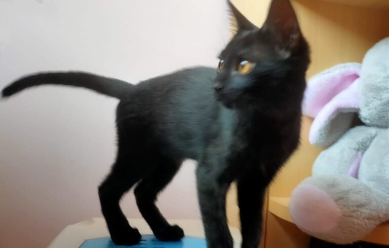 multimedia-foto73378-934-1