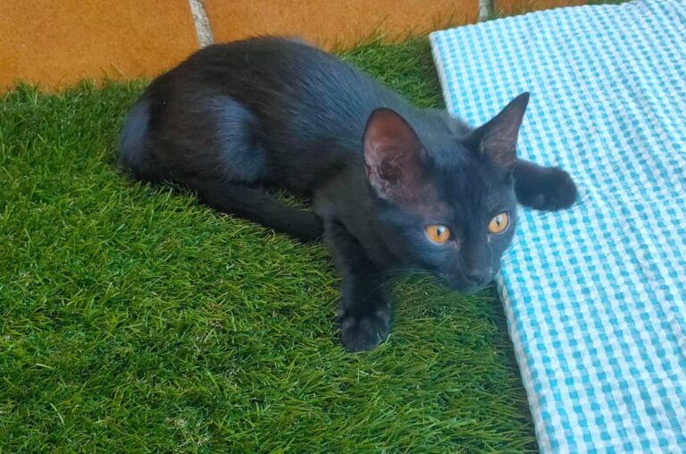 multimedia-foto73379-934-1