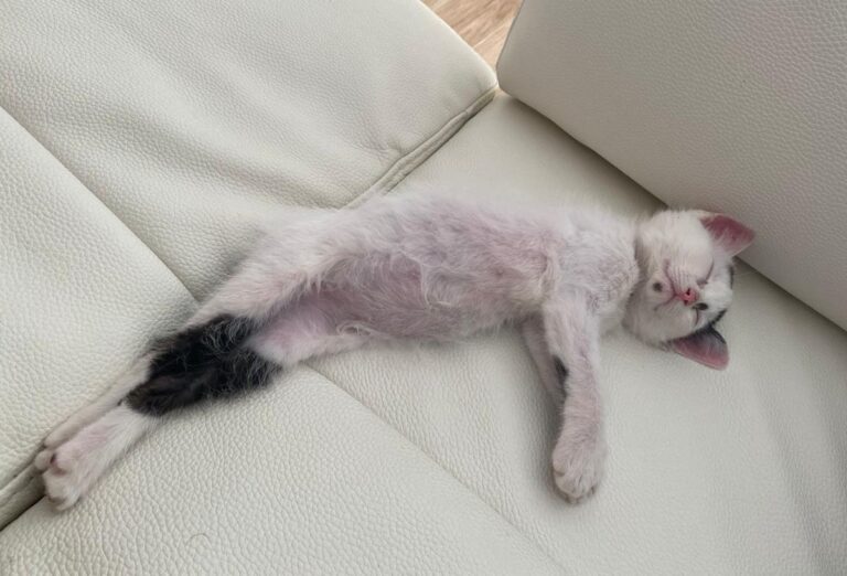 multimedia-foto73381-964-1